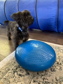 Puppy practicing balance disc during private in-home dog training session in Las Vegas