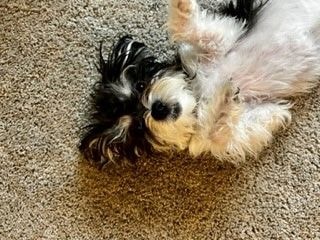 Star Puppy Academy LLC certified dog trainer working with puppy during private in-home training in Las Vegas