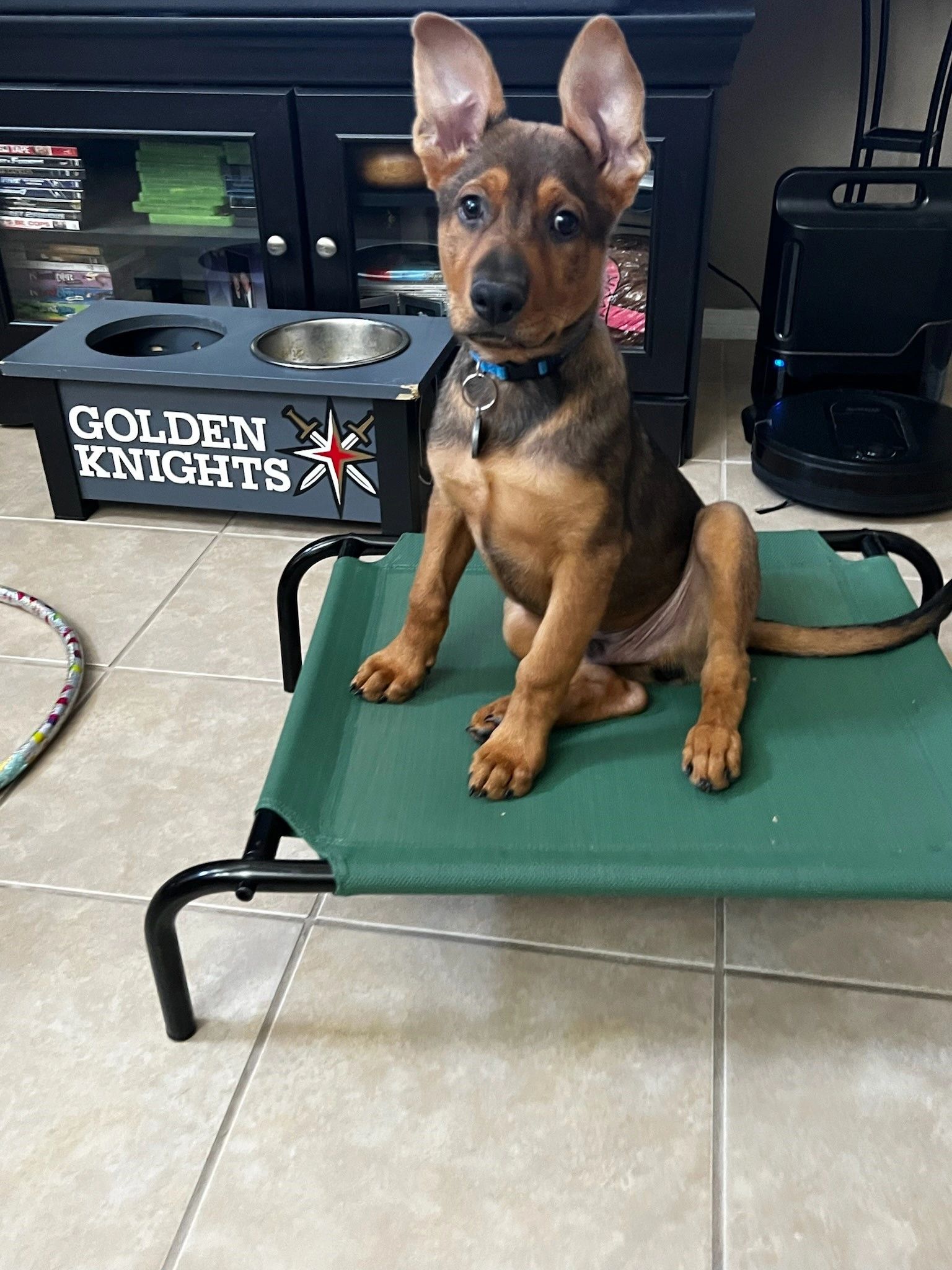 Dog attentively responding to commands during obedience training session at Star Puppy Academy LLC Las Vegas