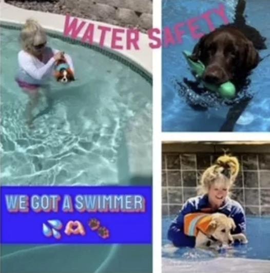 Dogs and trainer in pool during group water safety training session in Las Vegas
